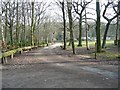 Paths in the Bradley Wood Scout Camp