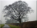 TA0020 : Hedgerow with Tree on Horkstow Road by David Wright