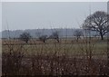 Fields by the River Maun