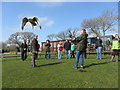 Falconry display at Perriswood Farm