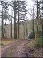 Bend in a forest track in Fonthill Abbey Wood