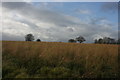 Farmland by the Greensand Way