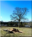 View to the Nith