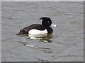 NZ3069 : Tufted duck on Dukes Pond, Rising Sun Country Park by Oliver Dixon