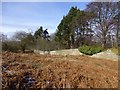 Bracken outside the wall