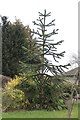 Monkey Puzzle Tree, Main Street, Ashby De La Launde