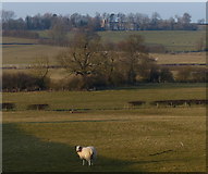 SP7894 : Farmland north of Hallaton Road by Mat Fascione