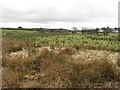 Boggy ground, Rathfraggan