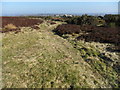 Longwood Common, near Green Edge