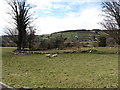 A rath on the outskirts of Rostrevor