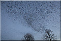 A murmuration of starlings at Gretna