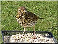 Song thrush