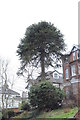 Monkey Puzzle Tree, London Road, St Leonards