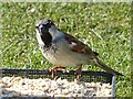 Male house sparrow, Rhymney