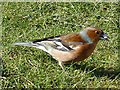 Male chaffinch, Rhymney