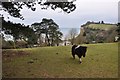 Seaton : Grassy Hillside