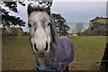 Seaton : Grassy Hillside & Horse