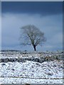 SD9064 : Ash, limestone and snow by Gordon Hatton