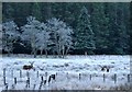 Red Deer on a frosty Glen Etive morning