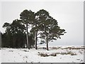 NT6951 : Scots pines, Kettleshiel by Richard Webb