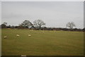 SP7506 : Sheep grazing near Haddenham by N Chadwick