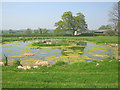 Pond at Sycamore Farm