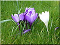 Crocuses on a bank at Painters Forstal