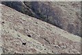 NG9824 : Goats on the hillside by Jim Barton