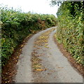 Fallen apples in a lane near Llanddewi Fach