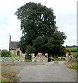 ST3395 : Dominant churchyard tree, Llanddewi Fach by Jaggery