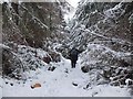 NT4233 : Snowy path in Yair Hill Forest by Jim Barton