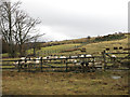 Sheep near Burnhope Bridge