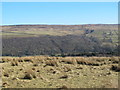 The valley of the River South Tyne between Eals and Whitwham