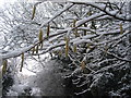 Catkins, Canley Ford