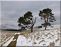 NS9930 : Scots Pines above Baitlaws by Alan O'Dowd