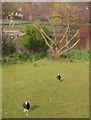 Coot attack, Ravenscourt Park