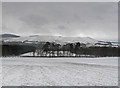 Farmland near Whitegates