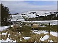 Sheep, Glenroan