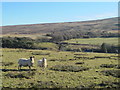 Rough pastures near Low Midgeholme