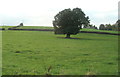 Oak in a field south of Llandegveth