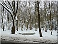 Snow-covered trees on Bentley Common