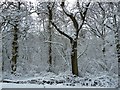 View into snowy Shirehill Wood