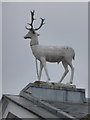 Salisbury: the white hart on the White Hart