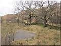 Rough grazing, Tarbet