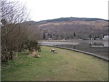 NN2904 : Shore of Loch Long by Richard Webb