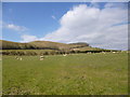 ST8819 : Melbury Abbas, sheep grazing by Mike Faherty