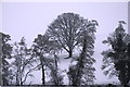 Trees in snow near Wood Cottage, The Lye, Bridgnorth