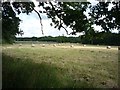 Farmland near Capel Green