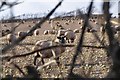 Mid Devon : Sheep Grazing