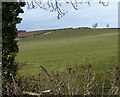 SP7592 : Farmland north of Thorpe Langton Road by Mat Fascione
